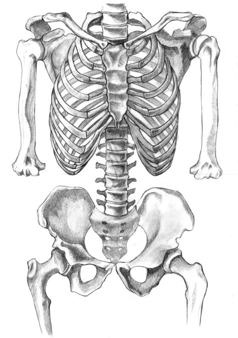 Human Skeleton by ~BarbieDePlastico on deviantART Skeleton Drawing Easy, Bone Drawing, Concept Art Landscape, Leona League Of Legends, Female Skeleton, Human Skeleton Anatomy, Skeleton Drawing, Skeleton Anatomy, Skeleton Drawings