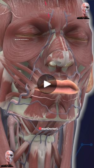 Muscles Of The Head, Neck Movement, Masseter Muscle, Sternocleidomastoid Muscle, Head Muscles, Neck Muscles, Human Body Anatomy, Muscle Anatomy, Body Anatomy