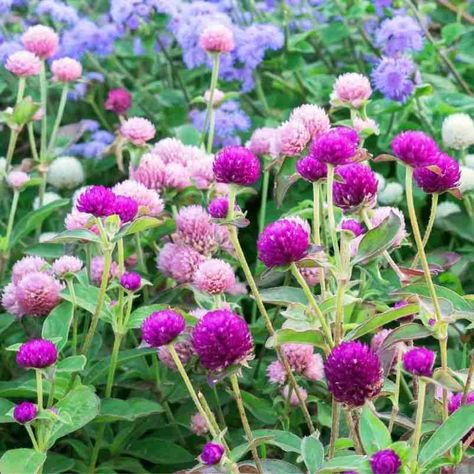 How To Grow Globe Amaranth (Gomphrena Globosa) 3 Gomphrena Globosa, Colour Mixture, Drying Flowers, Globe Amaranth, Buy Seeds, Fire And Stone, Plant Spacing, Amaranth, Seasonal Flowers