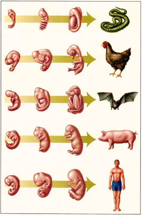 Development of the embryo  fetus in snake, chicken, bat, pig, and human. العصور الوسطى, Whatsapp Logo, Vet Medicine, Image Princesse Disney, Haiwan Lucu, Animal Science, Popular Science, Types Of Animals, Charles Darwin