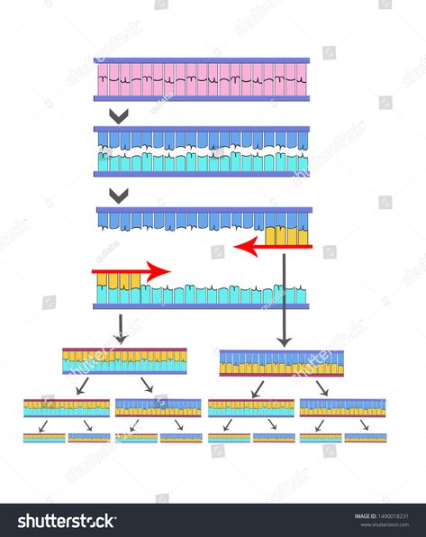 Polymerase Chain Reaction, Chain Reaction, Medical Education, Free Vectors, Christmas Vectors, Line Chart, Graphic Resources, Stock Illustration, Vector Free