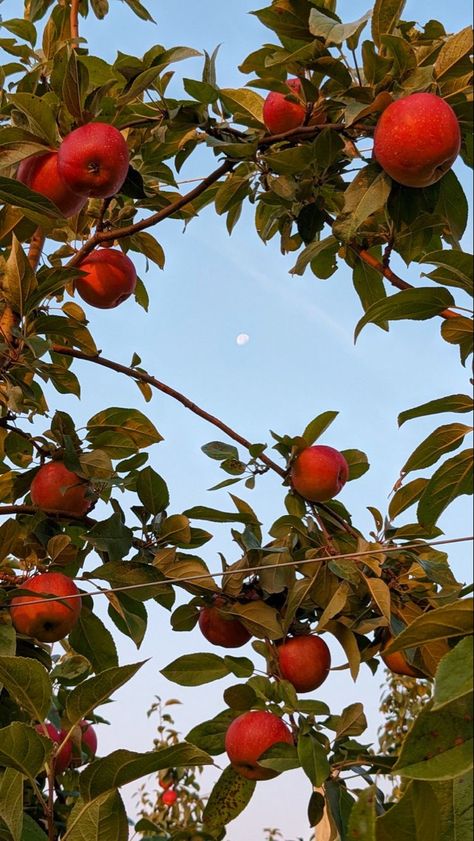 Apple Orchard Wallpaper, Apple Asethic Fruit, Fall Apple Orchard Aesthetic, Fall Apples Aesthetic, Apples Wallpaper Fruit, Apple Trees Aesthetic, Red Apples Aesthetic, Fall Apple Aesthetic, Apples Aesthetic Fruit