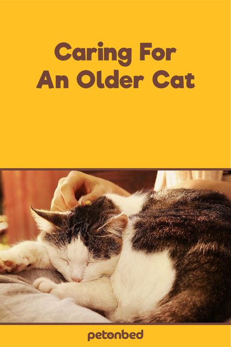 Homemade Cat Food For Senior Cats, Taking Care Of A Cat, Cat Neutering Aftercare, Senior Cat Care Tips, Cat Care Tips Health, Senior Cat Care, Senior Cats, Cat Communication, Cat Behavior Problems