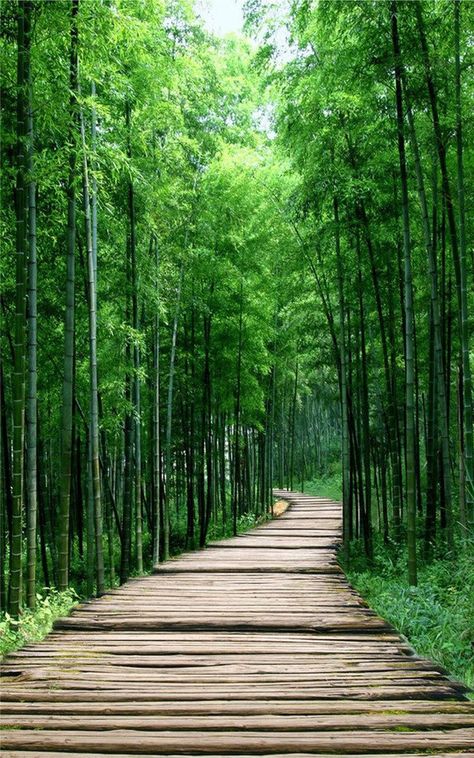 Bamboo Landscape, 숲 사진, Bamboo Wallpaper, Wallpaper Decal, 7 Wallpaper, Forest Mural, Aj Wallpaper, Nursery Mural, Fotografi Kota