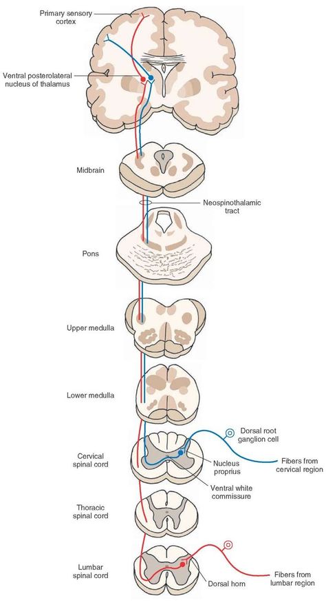 Spinal Cord Drawing, Nervous System Parts, Spinothalamic Tract, Spinal Cord Anatomy, Dorsal Root Ganglion, Nervous System Anatomy, Nerve Anatomy, Human Skeleton Anatomy, Studying Medicine