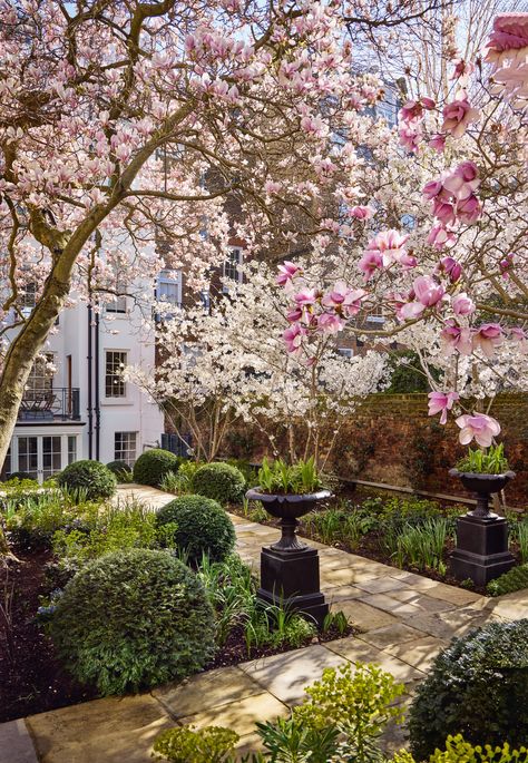 A secret London garden filled with magnificent magnolias | House & Garden French Garden Design, Magnolia Gardens, Secret London, London Garden, Cherry Trees, Easy Landscaping, Garden Makeover, French Garden, Landscaping Tips