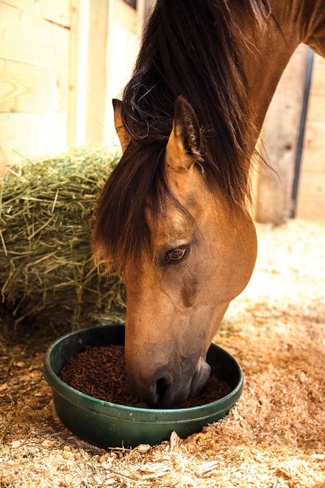 8 Horse Feeding Mistakes to Avoid Feeding Horses, Horse Feeding, Horse Eating, Grass Hay, 3 Horses, Digestive Juice, Horse Feed, Digestion Process, Maintain Weight