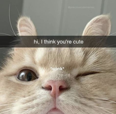 Cute Cat Pick Up Lines, Send This To Someone You Love Edits, Ur So Cute, Your So Cute, Good Night Cat, Memes For Him, Meaningful Love Quotes, Cute Animal Memes, Cartoon Shoes