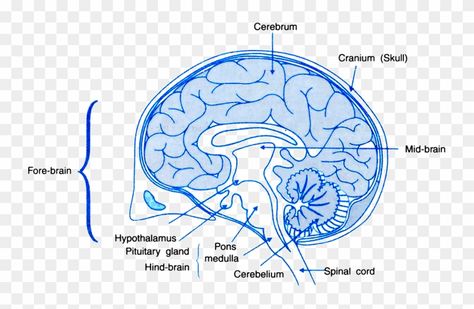 Labelled Diagram Of Brain, Brain Diagram Class 10, Human Brain Diagram, Brain Png, Brain Diagram, Paper Art Design, Pituitary Gland, Venn Diagram, Class 10