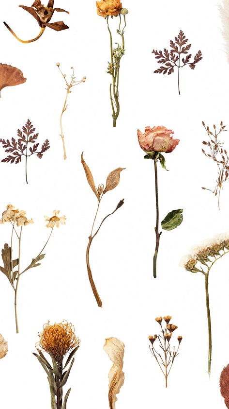 Dried flower pattern mobile wallpaper | free image by rawpixel.com / sasi Earth Tones Wallpaper Iphone, Stiker Macbook, Patterned Background, Vintage Flowers Wallpaper, Free Illustration Images, Autumn Design, Flower Collage, Cherry Blossom Branch, Dry Flower