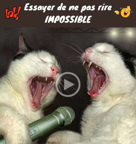 #chat #chaton #videochatdrole #videochat #chatonsmignons #chatsdroles #videosmarrantes #animauxdroles #mdr #fourire #videoanimaux #videosdroles #betisieranimaux #betisierinternet Image Chat, Video Chat, Humor, Animals, Humour