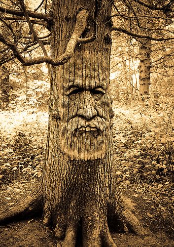 Face in a tree | Flickr - Photo Sharing! Oak Tree Face, Tree With Face, Wise Tree, Haunted Tree, Gothic Dollhouse, Weird Trees, Sheep Paintings, Wood Carving Faces, Kent Uk