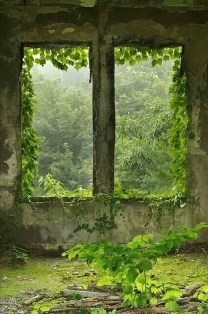 Nature taking over, in a beautiful way. Magic Window, Green Window, Broken Window, 다크 판타지, Window View, Through The Window, Abandoned Buildings, Abandoned Houses, Abandoned Places