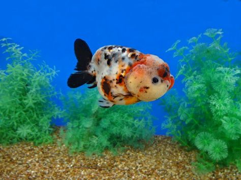 Calico Goldfish, Oranda Goldfish, Freshwater Fish, Goldfish, Fresh Water, Fish, Quick Saves