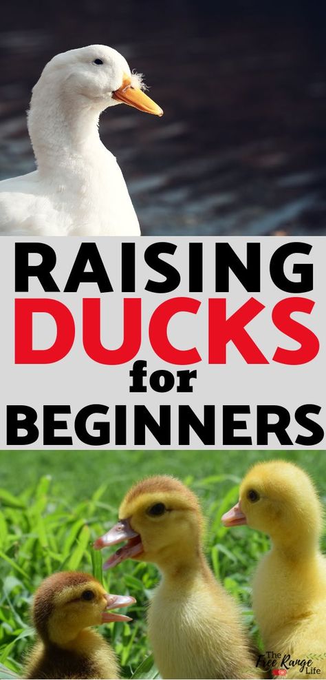 Raising Ducks For Beginners, Ducks For Beginners, Backyard Ducks, Baby Chicks Raising, Duck Breeds, Duck Coop, Duck Farming, Raising Ducks, Raising Farm Animals