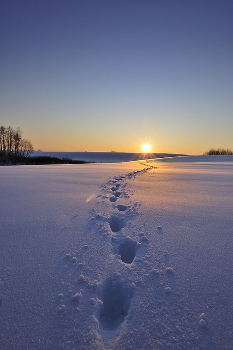 Snow Footprints, Footprints In The Snow, I Love Snow, I Love Winter, Winter Magic, Airbrush Art, Winter Scenery, Foto Art, Winter Pictures