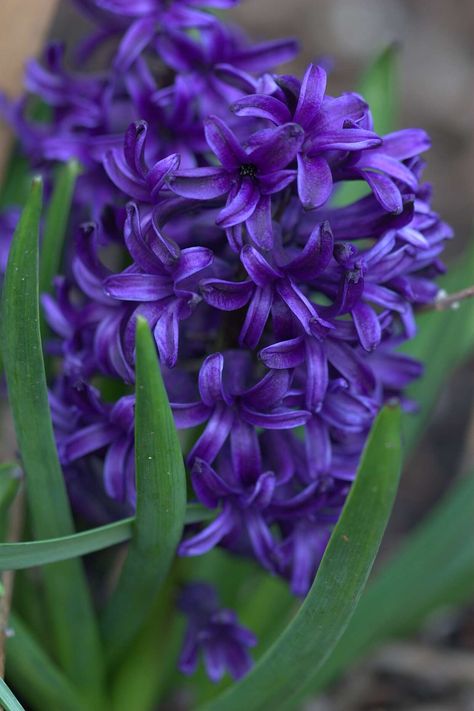 purple-hyacinth Bulbs To Plant In Fall, Aromatic Garden, Plant In Fall, Azalea Bush, Sweet Autumn Clematis, Plants Under Trees, Autumn Clematis, Perennial Bulbs, Early Spring Flowers