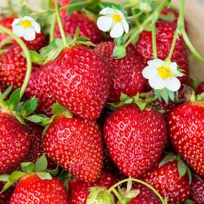 Everbearing Strawberries, Fruits And Vegetables List, High Fiber Fruits, Fiber Fruits, List Of Vegetables, Fruits Images, Strawberry Plants, Fruit Seeds, Juicing For Health