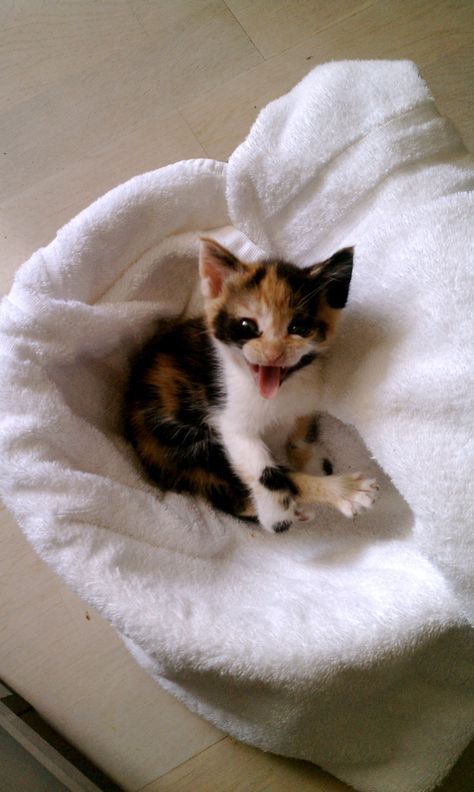 Cat Calico, Cutest Kitten, Calico Kittens, Calico Cats, Calico Kitten, Kitten Photos, Söt Katt, Baby Cat, Kittens And Puppies