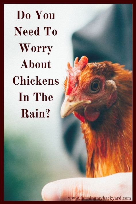 Chickens In The Rain, Rain Shelter For Chickens, Chicken Rain Shelter, Chicken Shelter From Rain, Chicken Shelter, Dust Bath For Chickens, Australorp Chicken, Sustainable Farm, Rain Shelter