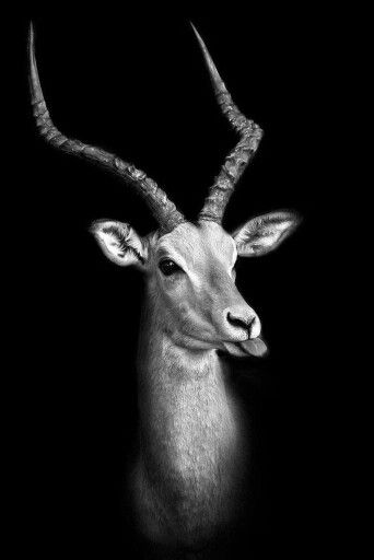 Bite me Impala Animal, Amazing Animal Pictures, Mule Deer, Manx, Wildlife Animals, Black And White Pictures, White Photo, Animal Photo, Beautiful Creatures