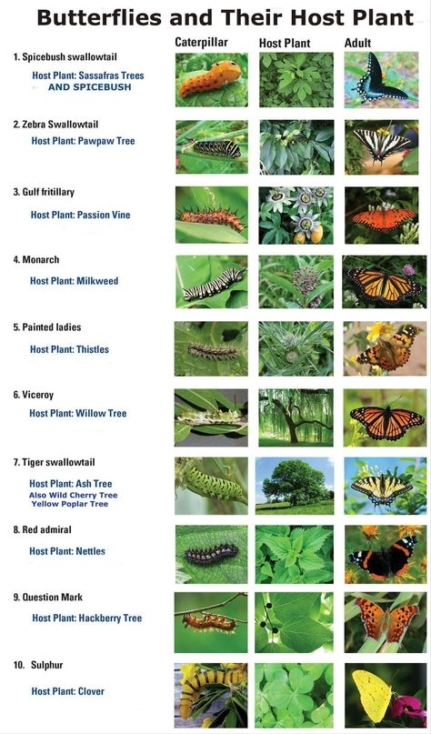 Butterflies and their host plants Monarch Butterfly Garden, Butterfly Garden Plants, Funny Vine, Butterfly Garden Design, Butterfly Habitat, Butterfly Plants, Hummingbird Garden, Flower Gardening, Dry Creek