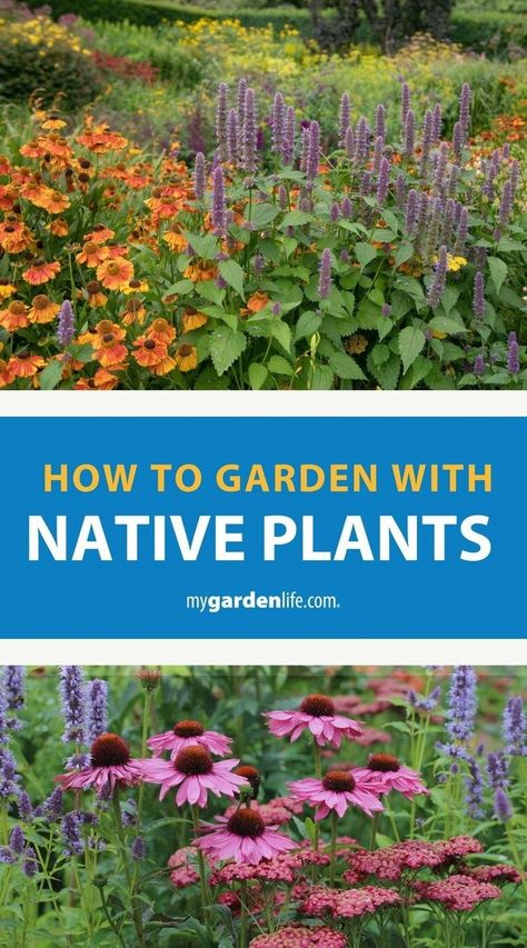 Discover essential gardening tips for growing native plants and enhancing your garden design. Learn about 30 perennial plant suggestions that are perfect for creating a beautiful native plant landscape. Find more native plant gardening tips, flower garden ideas and landscaping inspiration at Mygardenlife.com. Plants In Home, Native Plant Landscape, Flower Garden Ideas, Texas Native Plants, Plant Landscape, Benefits Of Gardening, American Garden, Native Plant Gardening, Landscaping Inspiration