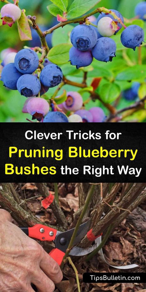 How And When To Prune Blueberries, Propagate Blueberry Bush, Legacy Blueberry Bush, How To Care For Blueberry Bushes, How To Winterize Blueberry Bushes, Blueberry Trellis Ideas, Prune Blueberry Bush, When To Trim Blueberry Bushes, How To Propagate Blueberry Bushes