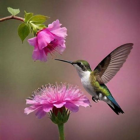 Pictures Of Hummingbirds With Flowers, Hummingbird Photography Amazing Photos, Humming Bird With Flower, Hummingbird And Flower Tattoo, Hummingbird Artwork, Hummingbirds Photography, Hummingbird Photos, Bird Paintings On Canvas, Wild Animals Photography