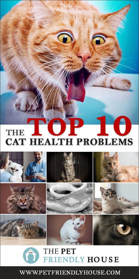 Cat Friendly Otc Medications, Cat Friendly Over The Counter Medicine, Cats Astethic, Cat Gadgets, Cat Skin Problems, Cat Remedies, Cat Health Remedies, Cats Health, Senior Cat Care