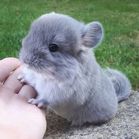 Chinchilla Cute, Chinchilla Pet, Animals Photos, Chinchillas, Silly Animals, Fluffy Animals, Cute Animal Photos, Cute Animal Pictures, Cute Creatures