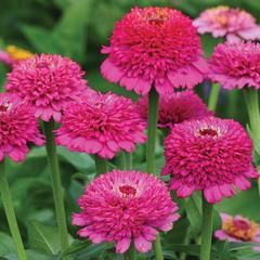 Zinnia Zinderella Purple Purple Zinnia, Zinnia Seeds, Zinnia Elegans, Zinnia Flowers, Classic Cottage, Unusual Flowers, Annual Flowers, Growing Seeds, Bulb Flowers