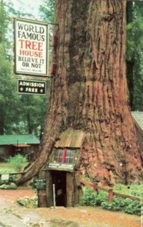 World Famous Tree House - TripAdvisor I hear you can't tour it anymore, but it would still be cool to see! Beautiful Tree Houses, Famous Trees, Matka Natura, Cool Tree Houses, Large Tree, Redwood Forest, Beautiful Tree, World Famous, A Sign