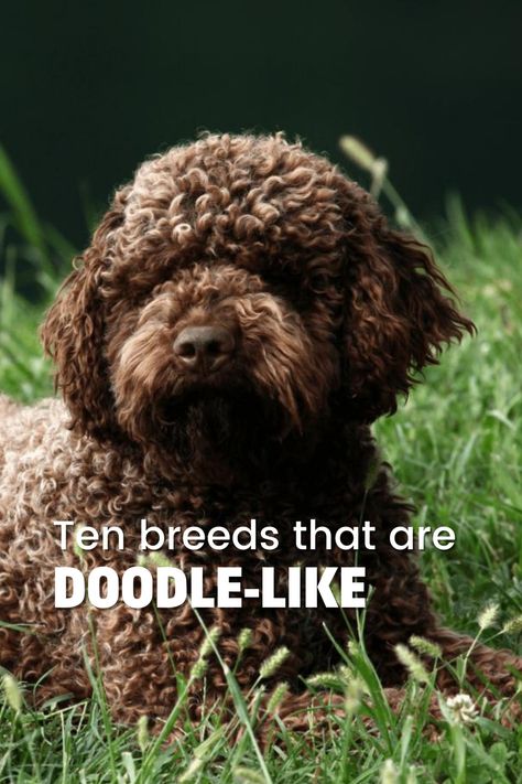 Looking for a dog breed that resembles a doodle but isn't? Discover 10 amazing alternatives to doodles in this insightful guide from ReBarkable. Explore unique breeds like Lagotto Romagnolo, Portuguese Water Dog, Barbet, Pumi, and Spanish Water Dogs. Learn about their characteristics, temperaments, and appearance, making it easier to choose the perfect dog for your family. Don't miss out on these lesser-known breeds that deserve loving homes. Portuguese Water Dog Haircut, Barbet Dog, Lagotto Romagnolo Puppy, Portuguese Water Dog Puppy, Pumi Dog, Portugese Water Dogs, Doodle Breeds, Doodle Dog Breeds, Spanish Water Dog