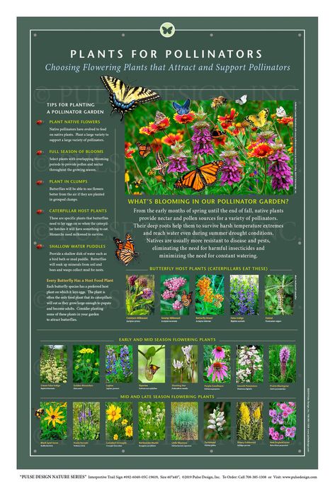 Outdoor Interpretive Signs Pollinator Garden Insects Monarch Butterfly Bee Native Flower Plant Guide — Pulse Design Outdoor Interpretive Signs Bee Yard Design, Butterfly Garden Design Layout, Pollinator Garden Ideas, Native Plant Garden Design, Backyard Butterfly Garden, Flowers For Pollinators, Home Flower Garden, Bee Habitat, Therapy Garden