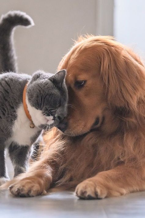 Cat And Dog, A Cat