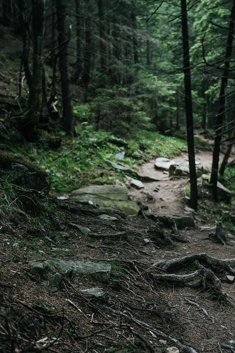 Norway Forest, Sweden Aesthetic, Scandinavian Forest, Norway Nature, East Of The Sun, Dark Forest Aesthetic, Forest Scenery, Scandinavian Aesthetic, My Fantasy World