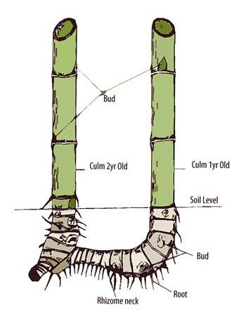 Bamboo Species, Clumping Bamboo, Bamboo Roof, Bamboo Diy, Growing Bamboo, Bamboo Roots, Indoor Water Garden, Bamboo Structure, Bamboo Architecture