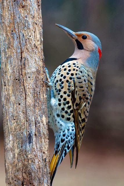 Blue, blushing faced, red feathers at low back of head Woodpecker, spotted with yellow under tailfeather's Regnul Animal, Northern Flicker, Animale Rare, Kinds Of Birds, Haiwan Peliharaan, Colorful Bird, Airbrush Art, Nature Birds, All Birds