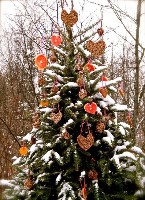 Decorate an Outdoor Holiday Tree for Animals - Dot Com Women Outdoor Tree Decorations, Christmas Wreaths For Windows, Outdoor Christmas Tree Decorations, Bird Seed Ornaments, Giving Tree, Outdoor Christmas Tree, Outdoor Trees, For The Birds, Natural Christmas