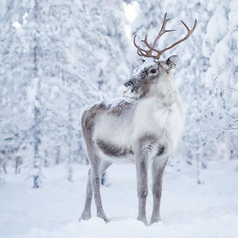 Husky tours, farm visits and dog sledding in Rovaniemi, Lapland, Finland Moose In Snow, Husky Sled, Huskies Sled, Sled Ride, Deer Wallpaper, Snow Animals, Farm Visit, Deer Pictures, Fallow Deer