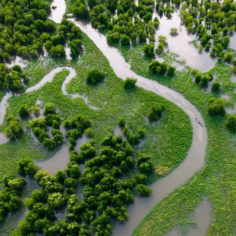 Blue carbon: the hidden CO2 sink that pioneers say could save the planet | Carbon offsetting | The Guardian Carbon Offsetting, Sustainability Consulting, Carbon Sink, Sustainable Supply Chain, Mangrove Forest, Marine Ecosystem, Green Tech, Green Business, Ocean Conservation