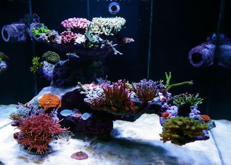 Reef Tank Aquascapes: 15 Stunning Design Tips – The Beginners Reef Reef Aquascaping, Reef Tank Aquascaping, Saltwater Aquarium Setup, Nano Reef Tank, Coral Aquarium, Sps Coral, Coral Reef Aquarium, Cool Fish Tanks, Saltwater Fish Tanks