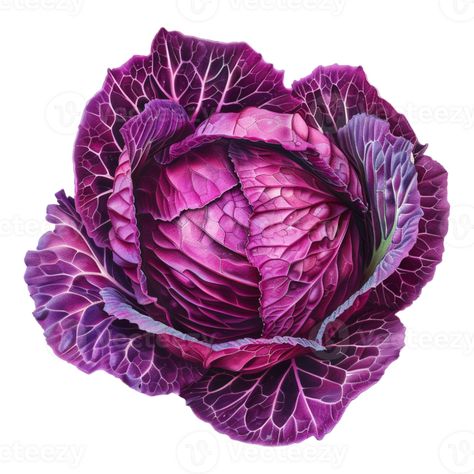 Purple Cabbage on Transparent Background Cabbage Photo, Purple Cabbage, Tree Saw, Wedding People, Heart Tree, Cityscape Photos, Logo Banners, Nature Backgrounds, Heart With Arrow