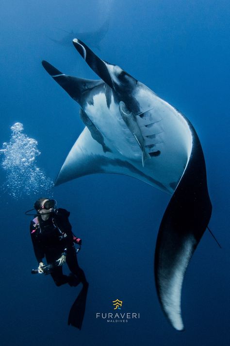 Furaveri Maldives, Manta Ray Aesthetic, Manta Ray Wallpaper, Manta Ray Swimming, Giant Manta Ray, Giant Manta, Sting Rays, Stingray Tattoo, Star Beach