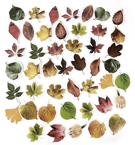 Leaves Sticker Pack for your Crafting Needs!   Each pack comes in a 45 pcs set Stickers are printed on quality white paper Size of each sticker: Approx. 3 to 4 cm Perfect for scrapbooking, tags, packaging, party decoration, cards, journals, planners, calendars and schedule books. Colors may vary slightly due to the lighting during photo shoot or monitor display. Fall Scrapbook Stickers, Fall Leaves Stickers, Autumn Leaves Stickers, Leaf Stickers, Nature Scrapbook, Orange Nature, Leaf Sticker, Leaf Collage, Fall Green