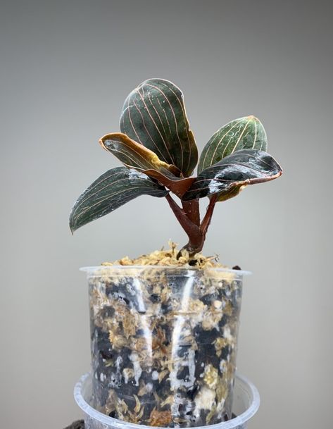 Ludisia discolor » Here But Not Ludisia Discolor, Repotting Orchids, Orchid Fertilizer, Jewel Orchid, Plant Goals, Low Light Plants, Orchid Care, Flower Spike, Orchid Plants