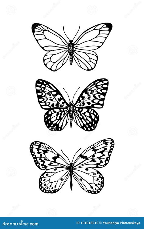 Vector illustration of hand drawn butterflies. Ink drawing, graphic style. Beautiful design elements. Vintage style. Butterfly Ink Drawing, Drawing Of Butterflies, Butterfly Vector Illustration, Drawn Butterflies, Acrylic Cards, Drawn Butterfly, Butterfly Journal, Drawing Graphic, Card Inspo