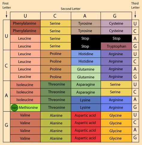 Genetics Wallpaper, Genetic Code, Funny Cat Wallpaper, Medical School Inspiration, Medical Anatomy, School Inspiration, Microbiology, Good Grades, Life Science