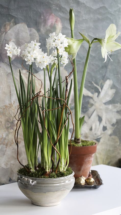 Indoor Bulb Planting, Forcing Bulbs For Christmas, Forcing Bulbs, Diy Paperwhite Gift, How To Force Bulbs Indoors, Bulb Forcing, Forced Bulbs Indoors, Potted Amaryllis Arrangement, Amaryllis And Paperwhites